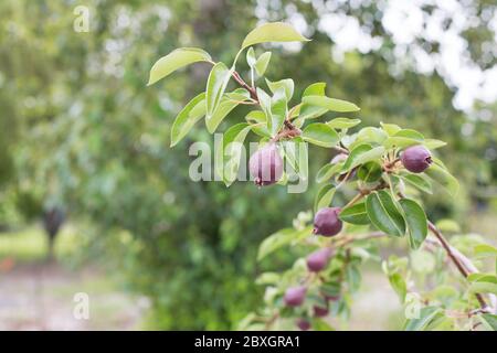 Rote bartlett Birnen wachsen auf einem Baum. Stockfoto