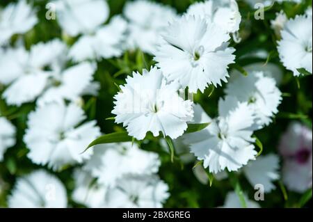 Weiße Dianthus Blüten, Chinensis Nelke, süße william Blume im Garten Stockfoto