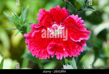 Rote Dianthus Blüten, Chinensis Nelke, süße william Blume im Garten Stockfoto