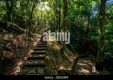 Laubwald Landschaft, Naturschutz Abenteuer Konzept. Asturien Spanien Stockfoto