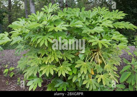 Fatsia Japonica. Stockfoto