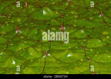 Stachelige Wasserlilie (Euryale Ferox) Stockfoto