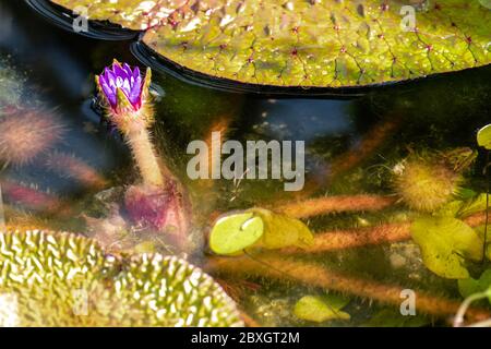 Blume der Stachelwasserlilie (Euryale ferox) Stockfoto