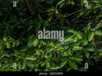 Mangrovenschlange, Gold-Ringelnatter nimmt eine Pause während eines Tages auf dem Baum Stockfoto