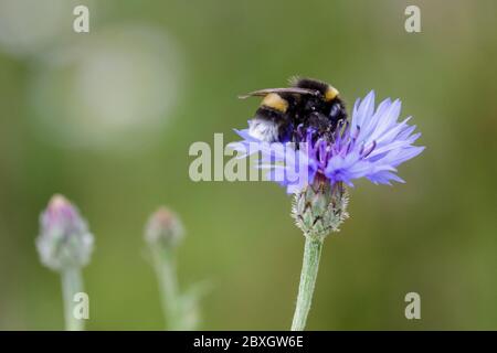 Gartenhummel oder kleine Gartenhummel (Bombus hortorum) bestäubende Insekten auf Kornblume (Centaurea cyanus) aus nächster Nähe Stockfoto