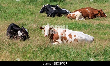 Holsteinkühe, Jungrinder, die sich im grünen Gras ihres Feldes entspannen, Münsterland, Deutschland Stockfoto