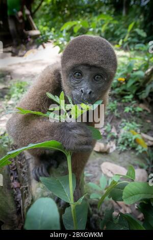 Brauner Wollaffen (Lagothrix lagotricha) im Amazonas-Regenwald in Peru Stockfoto