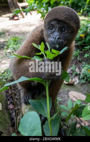 Brauner Wollaffen (Lagothrix lagotricha) im Amazonas-Regenwald in Peru Stockfoto