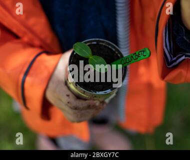 4-jähriges Mädchen Pflanzen und Gartenarbeit, Gurkenpflanzen Pflanzen, tragen orange / lila Regenmantel, sonnigen Tag, Vorschulkinder hilft im Garten Stockfoto