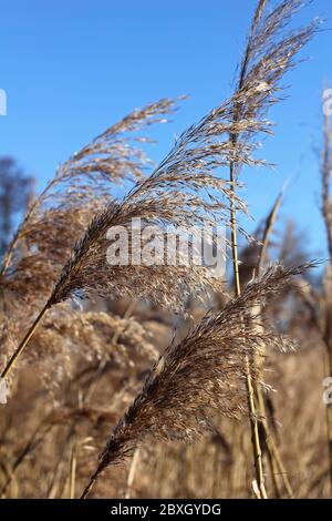 Trockene Rispe von Schilf im Winter, Phragmiten Stockfoto
