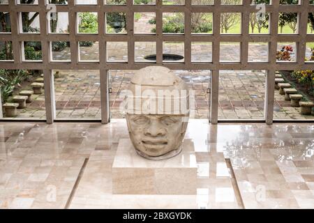 Kolossale Olmec Steinkopf auf dem Display im Museum für Anthropologie in der Altstadt von Xalapa, Veracruz, Mexiko. Die Olmec Zivilisation war die frühesten bekannten großen mesoamerikanischen Zivilisationen, die ungefähr von 1500 v. Chr. bis ungefähr 400 v. Chr. datieren. Stockfoto