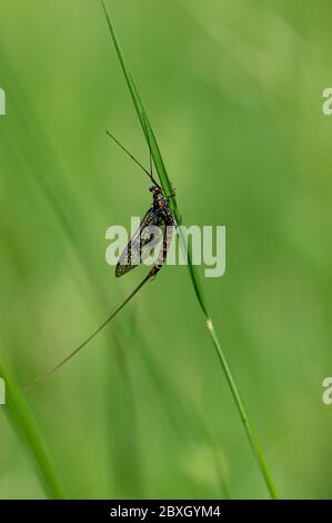 Erwachsene Mayfly, Ephemera danica, auf einem Grashalm ruhend Stockfoto