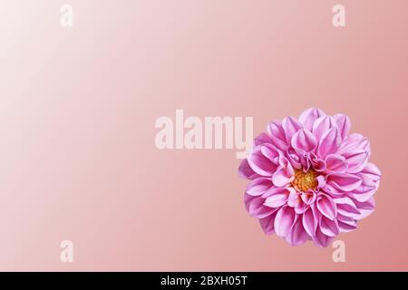 Dahlia als Schablone auf hellrotem Hintergrund. Stockfoto