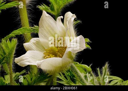 Weiße Kuhglocke - Pulsatilla - auf schwarzem Hintergrund - kräftige Farben - stimmungsvoll Stockfoto