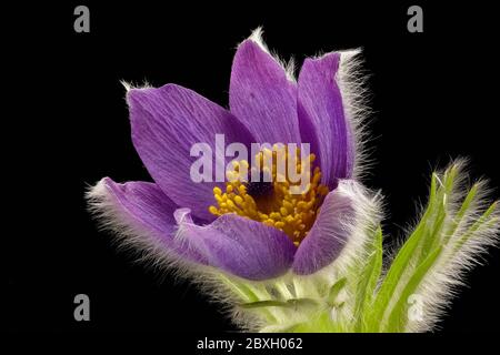 Lila Kuhglocke - Pulsatilla - auf schwarzem Hintergrund - kräftige Farben - stimmungsvoll. Stockfoto