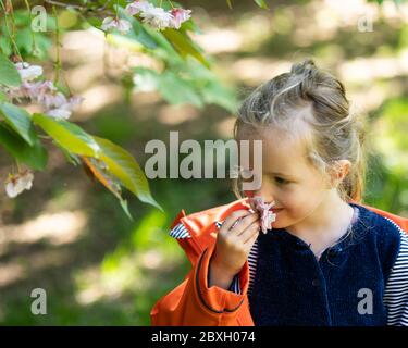 4jähriges Mädchen, das Kirschblüte in der Hand betrachtet, Nahaufnahme von Kirschblüte in Blüte, rosa Kirschblüte, schöne blühende Kirschblüte Stockfoto