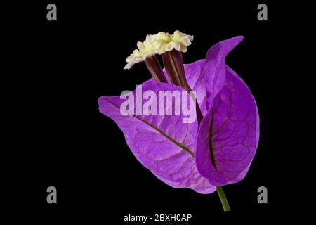Purple Blossom, Bougainvillea glabra choisy, auf schwarzem Hintergrund, Makroaufnahme Stockfoto