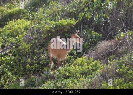 Ein junger gemeiner Duiker, eine kleine Antilope, in den Fynbos nahe Nature’s Valley Beach. Garden Route, Südafrika, Afrika. Stockfoto