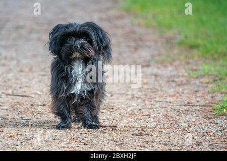 Ein kleiner schwarzer Bolonka-Hund steht auf einem Pfad Stockfoto