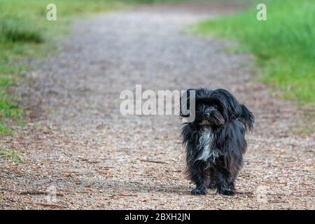 Ein kleiner schwarzer Bolonka-Hund steht auf einem Pfad Stockfoto