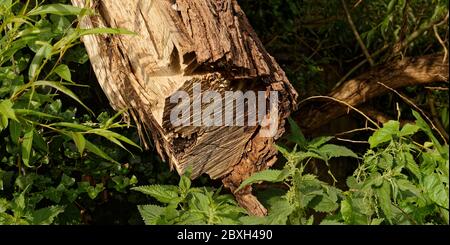 Seite beleuchtet von der Morgensonne das Detail eines geschnittenen Baumstammes, nachdem er zusammengebrochen war. Stockfoto