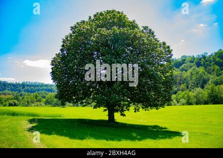 Schöne geformte Kastanienbaum in voller Blüte auf einer Wiese mit Waldhügeln im Hintergrund Stockfoto