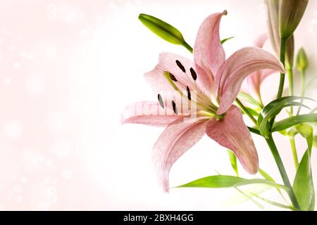 Lilienblüte mit rosa Blütenblättern, Staubblättern, Stempel und grünen Blättern vor einem hellen Bokeh Hintergrund mit Kopierraum, ausgewählter Fokus Stockfoto
