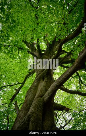Riesiger Buchenbaum von unten Stockfoto