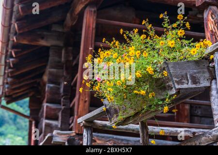 Typische Häuser im Walserstil in Pedemonte, Alagna Valsesia, Piemont, Italien Stockfoto