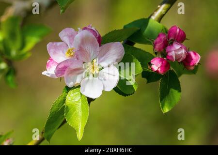 Apple Blossom Stockfoto