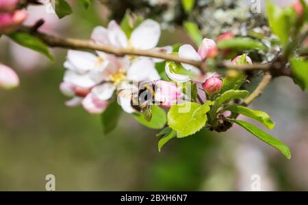 bombus pratorum frühe Hummel Stockfoto