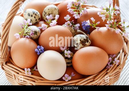 Weidenkorb voller Eier mit Frühlingsblumen dekoriert. Festliche Zeit Stockfoto