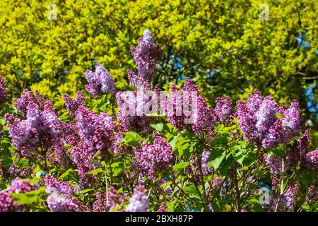 Flieder Syringa vulgaris Stockfoto