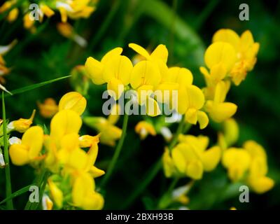 Gewöhnlicher, Vogel-Fuß-Baumläufer (Lotus corniculatus) entlang des South West Coast Path von Morte Point nach Bull Point, North Devon, Großbritannien Stockfoto