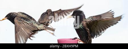 Stare im Flug, Kampf um Mealworms. Stockfoto