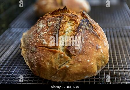 Nahaufnahme eines frisch gebackenen Laibs aus handwerklichem Vollkorn und dunklem Roggensauerteig auf einem Kühlregal, zu Hause gebacken, Fotoserie Stockfoto