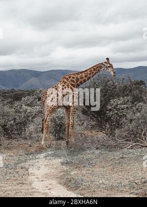 Giraffe auf Safari im Krüger Nationalpark Stockfoto