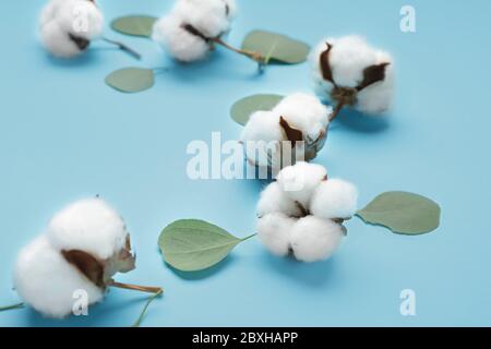 Schöne Baumwollblumen und Eukalyptusblätter auf farbigen Hintergrund Stockfoto