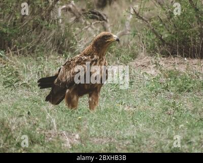 Falke auf Safari im Krüger Nationalpark Stockfoto