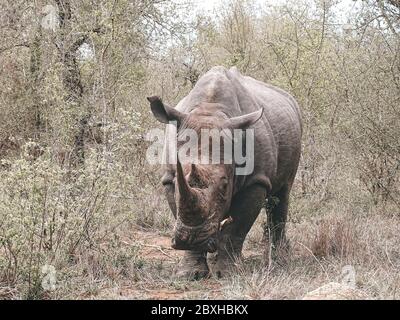 Nashorn auf Safari im Krüger Nationalpark Stockfoto