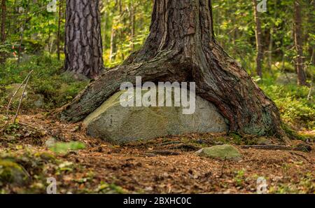 Moos bedeckte Baumwurzeln wachsen um einen großen Felsen in einem wilden schwedischen Wald, verschwommener Hintergrund an einem sonnigen Sommertag, in der Nähe von Stockholm Schweden Stockfoto