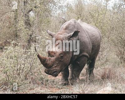 Nashorn auf Safari im Krüger Nationalpark Stockfoto