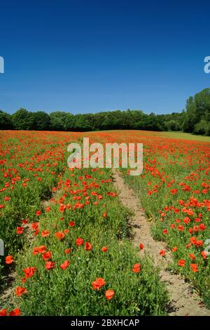 Großbritannien, West Yorkshire, Wakefield, Woolley Poppy Field Stockfoto