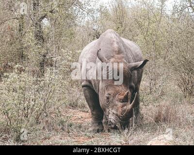 Nashorn auf Safari im Krüger Nationalpark Stockfoto