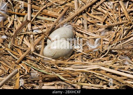 Zwei ungeschlüpfte mute Schwaneneier in einem leeren Nest am Seeufer in Myrtle Beach South Carolina. Stockfoto