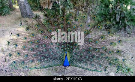 Schöne Vogel Pfau im Naturpark. Bunte Pfauenschwanz. Wilde Fauna in der Natur Konzept. Stockfoto