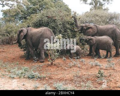 Elefant im Busch auf Safari Stockfoto