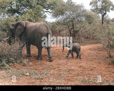 Elefant im Busch auf Safari Stockfoto