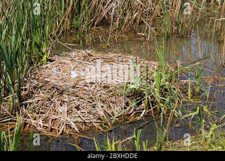 Zwei ungeschlüpfte mute Schwaneneier in einem Nest mit Schilf Gräser und Federn an einem See in Myrtle Beach South Carolina gebaut. Stockfoto