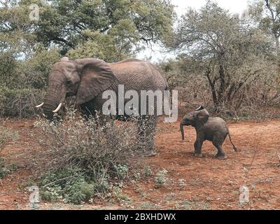 Elefant im Busch auf Safari Stockfoto